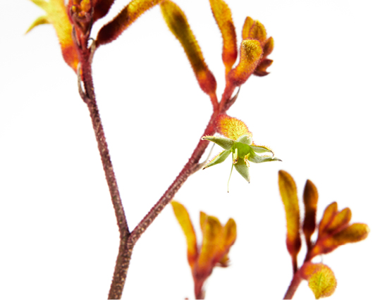 Découvrez la plante : Kangaroo flower