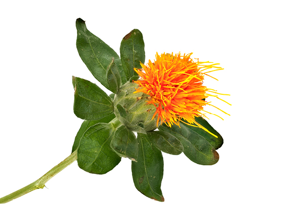 Découvrez la plante : Safflower