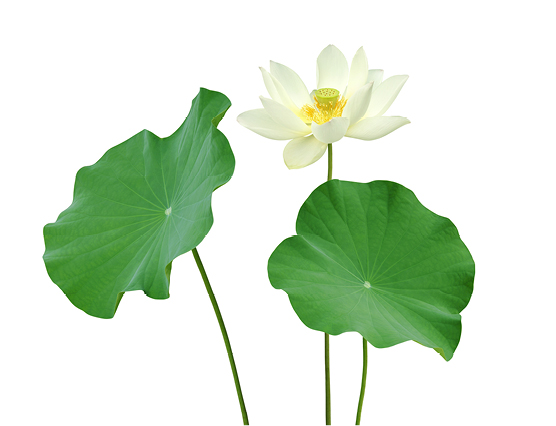 Découvrez la plante : Lotus blanc