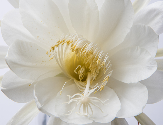 Découvrez la plante : Lotus des neiges