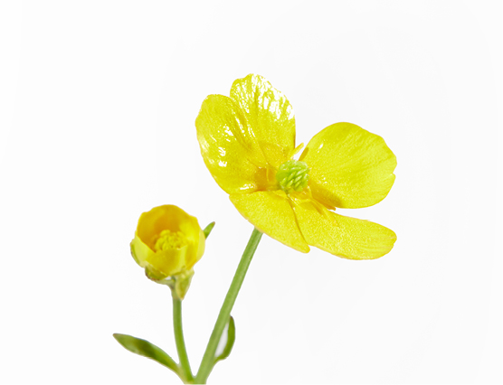 Découvrez la plante : Evening Primrose