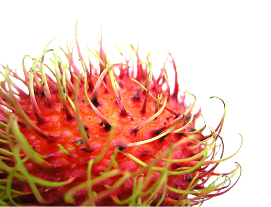 Découvrez la plante : Rambutan