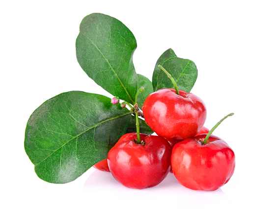 Découvrez la plante : Acerola