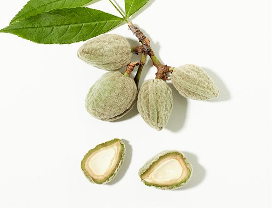 Découvrez la plante : Sweet Almond