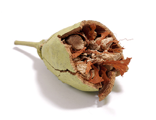 Découvrez la plante : Baobab