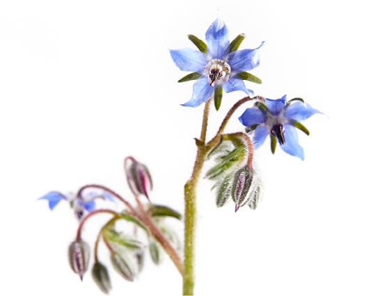 Découvrez la plante : Borage