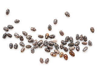 Découvrez la plante : Chia