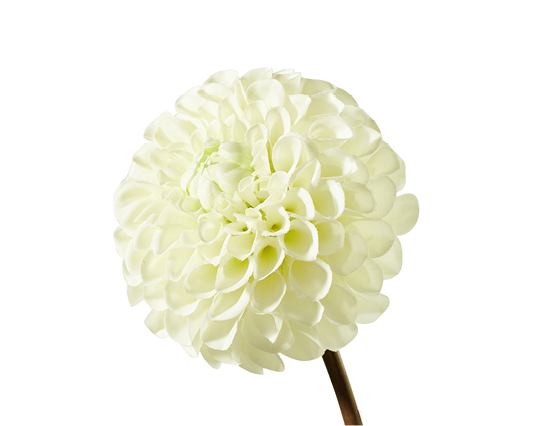 Découvrez la plante : White Dahlia