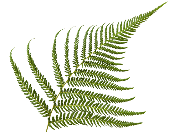 Découvrez la plante : Tree Fern