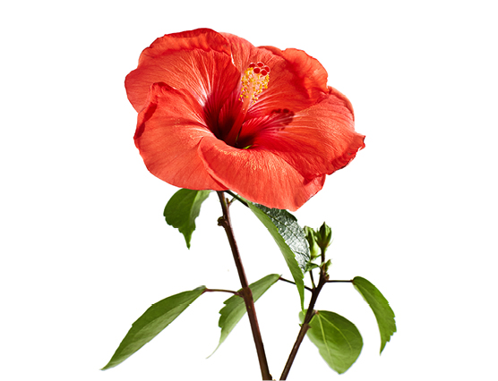 Découvrez la plante : Hibiscus