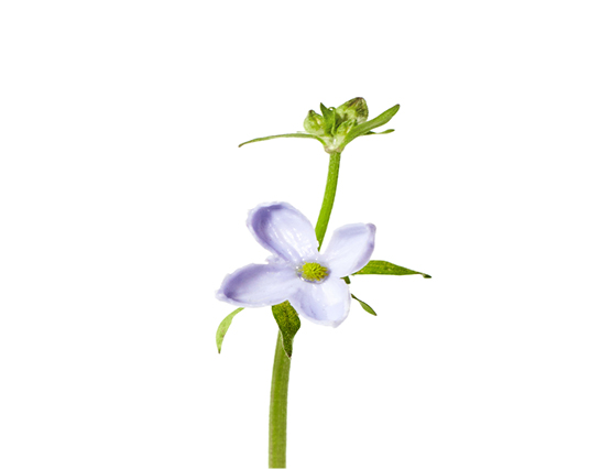 Découvrez la plante : Linseed