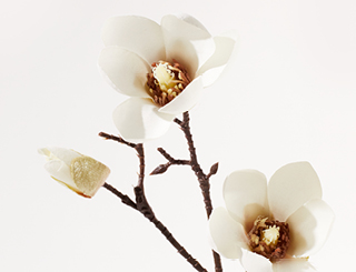 Découvrez la plante : Magnolia