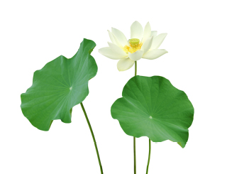 Découvrez la plante : Water Lily