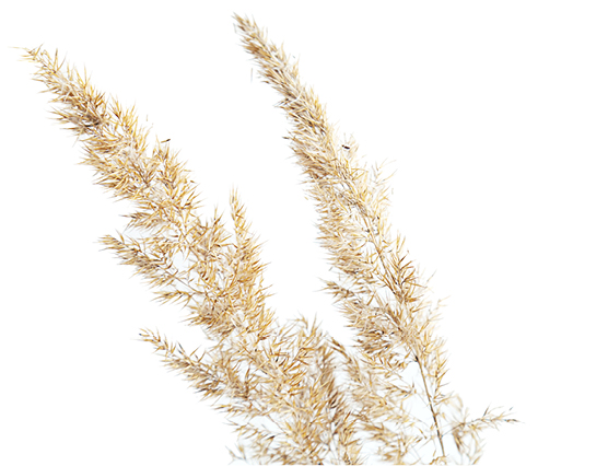 Découvrez la plante : Common Reed