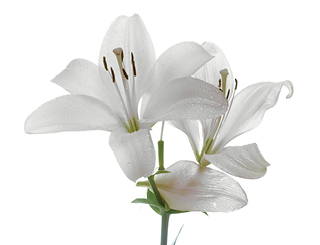 Découvrez la plante : White Lily