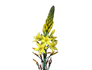 Découvrez la plante : Stalked bulbine