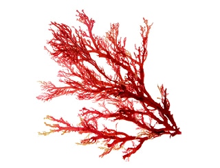 Découvrez la plante : Red algae