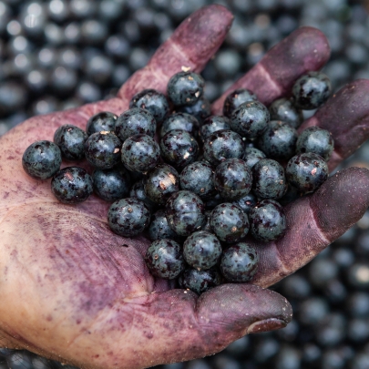 Creamy Berry Scrub
