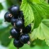 Creamy Berry Scrub
